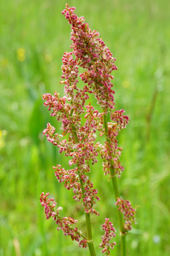 Sorrel / Dock