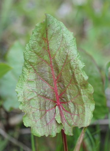 Rumex alpinus