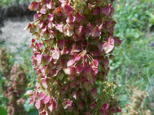 Rumex alpinus