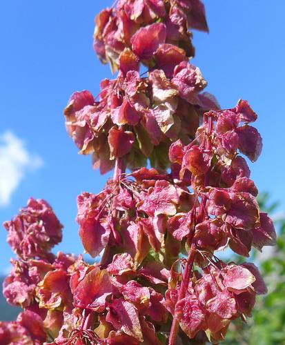 Rumex aquaticus