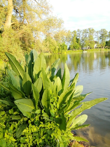 Rumex aquaticus