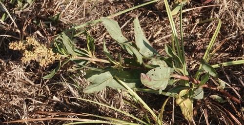 Rumex berlandieri