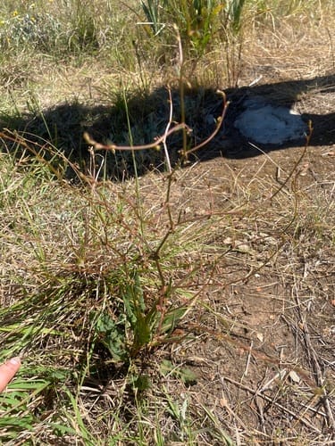 Rumex brownii