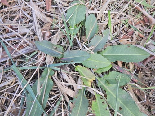 Rumex brownii