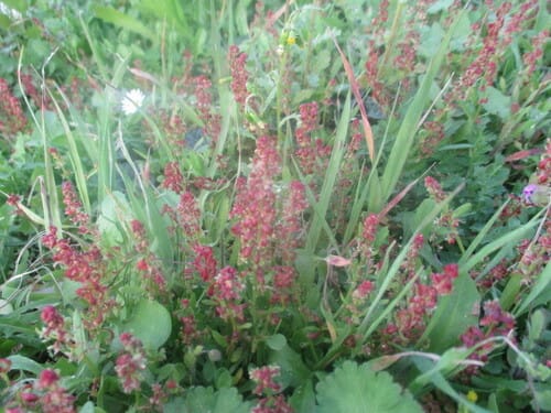 Rumex bucephalophorus