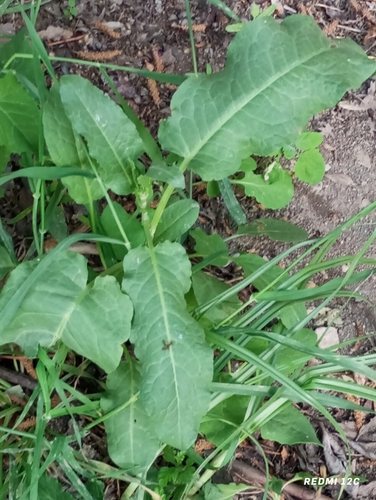 Rumex chalepensis