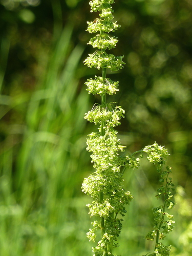 Rumex confertus