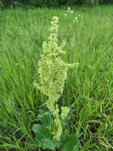 Rumex confertus