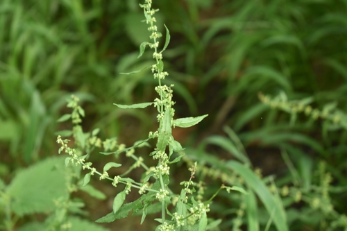Rumex conglomeratus