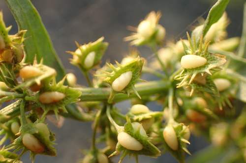Rumex dentatus subsp. halacsyi