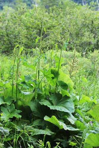 Rumex gmelinii