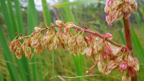 Rumex hydrolapathum
