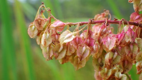 Rumex hydrolapathum