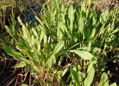 Rumex lanceolatus
