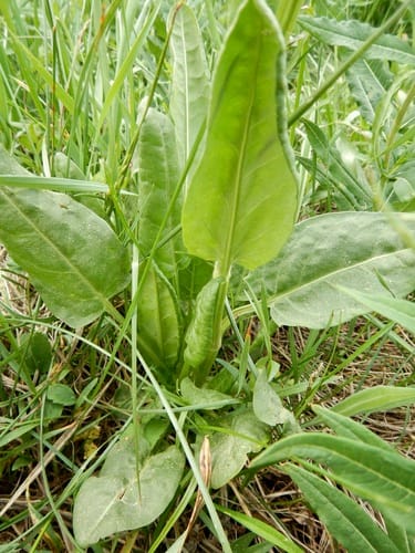 Rumex lapponicus