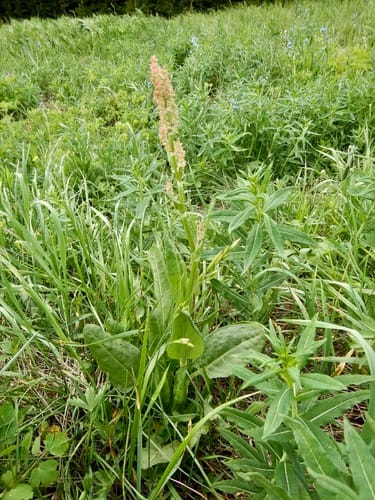 Rumex lapponicus