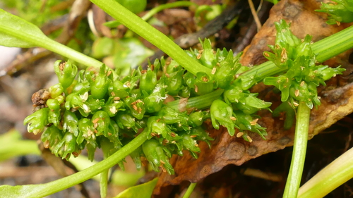 Rumex neglectus