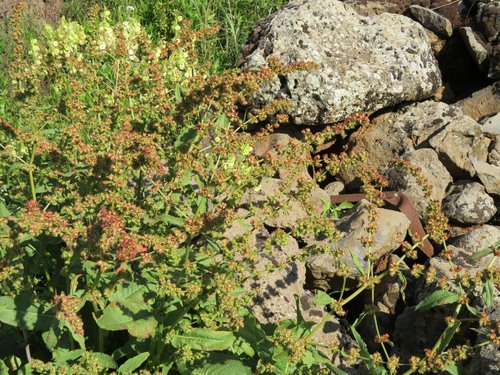 Rumex nepalensis