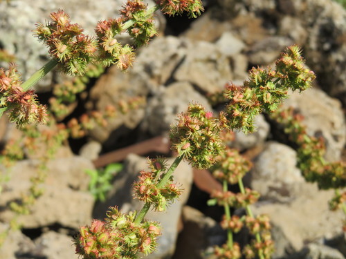 Rumex nepalensis
