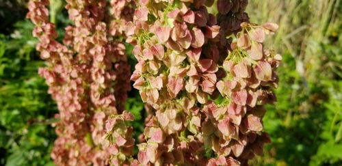 Rumex occidentalis