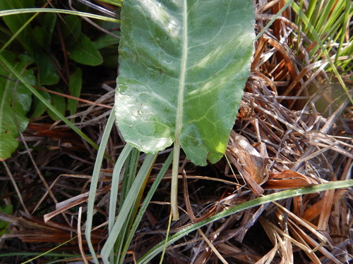 Rumex occidentalis