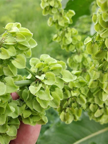 Rumex patientia