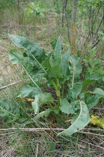 Rumex patientia