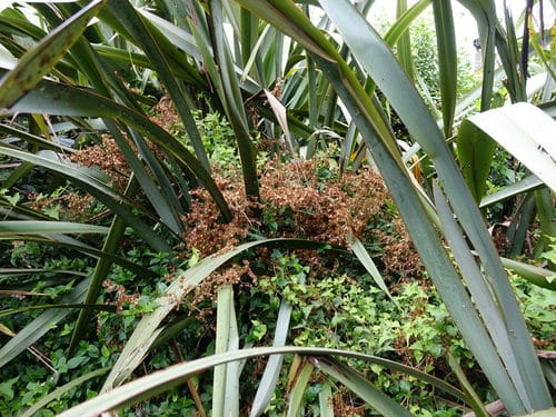 Rumex sagittatus
