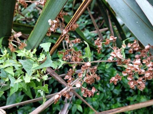 Rumex sagittatus