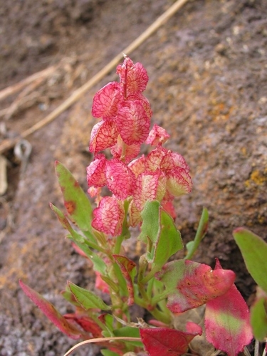 Rumex simpliciflorus