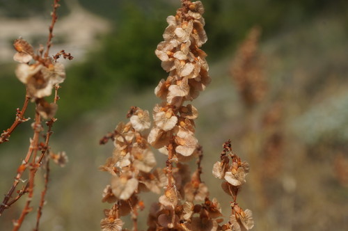 Rumex tuberosus subsp. creticus