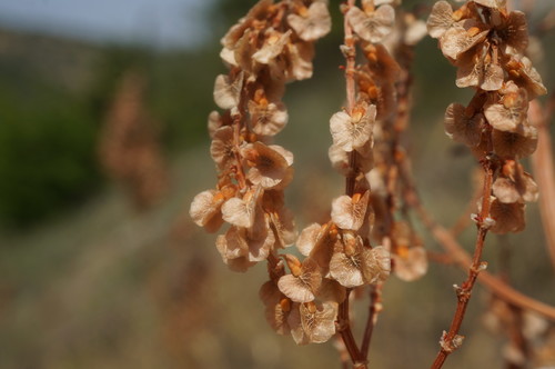 Rumex tuberosus subsp. creticus
