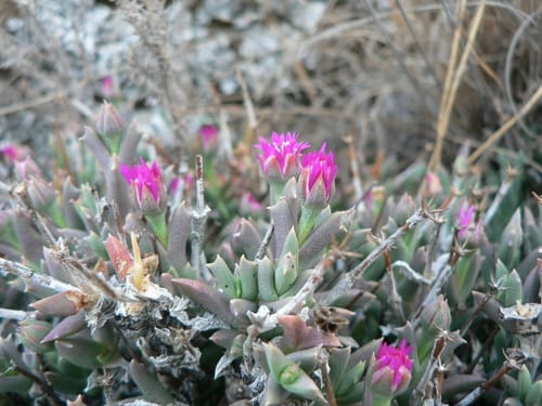 Ruschia rigens