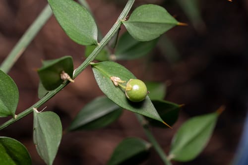 Ruscus aculeatus