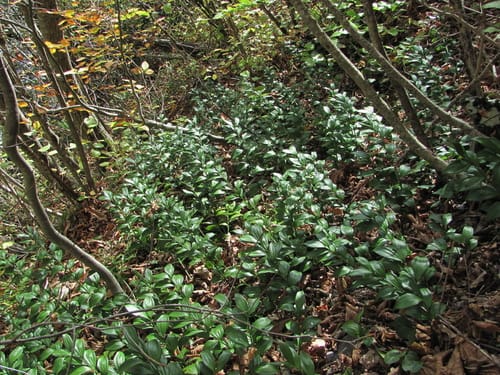 Ruscus colchicus