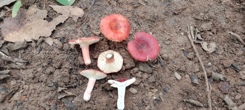 Russula congoana