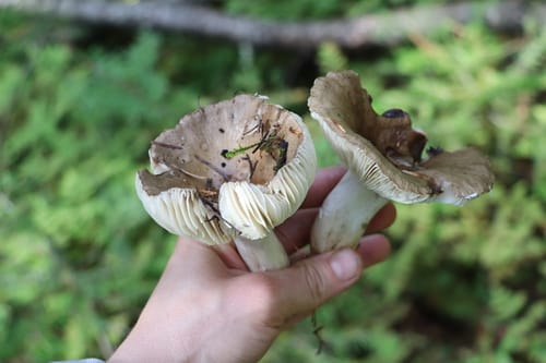 Russula consobrina