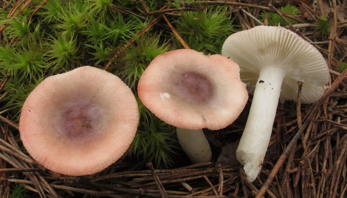 Russula fragilis