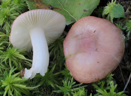 Russula fragilis