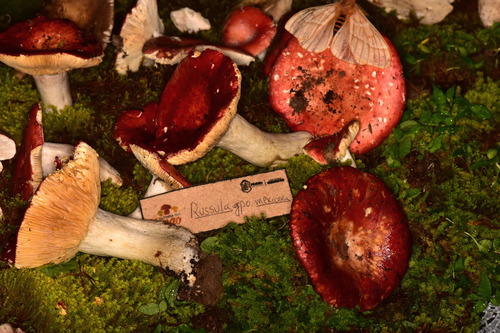 Russula macropoda