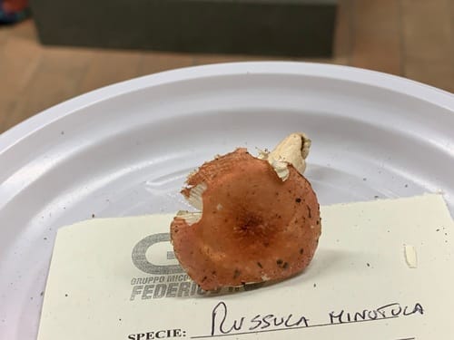 Russula minutula