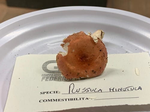 Russula minutula