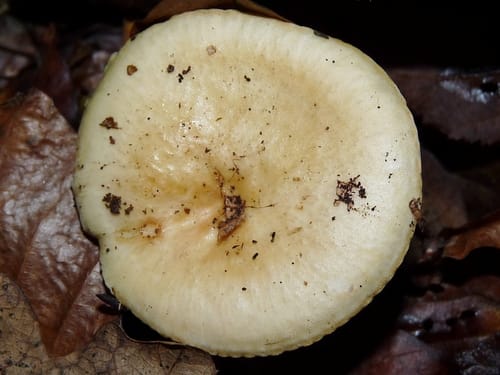 Russula ochroleuca