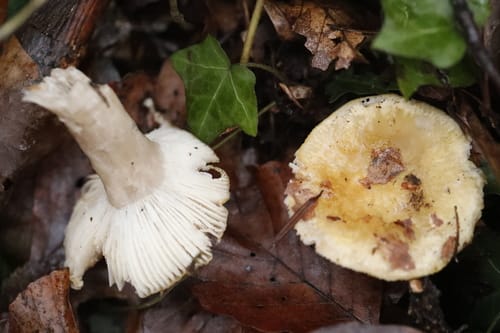 Russula ochroleuca