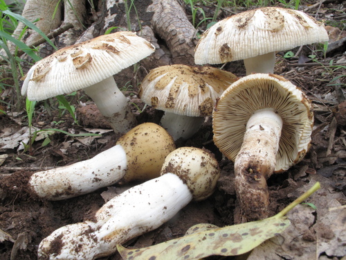Russula oleifera