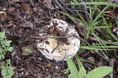 Russula oleifera