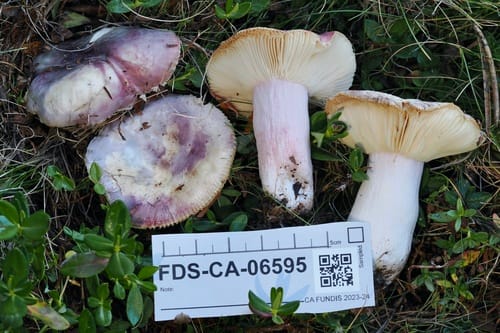 Russula queletii