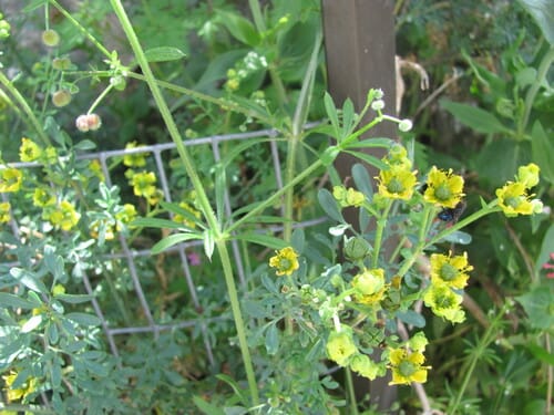 Ruta chalepensis