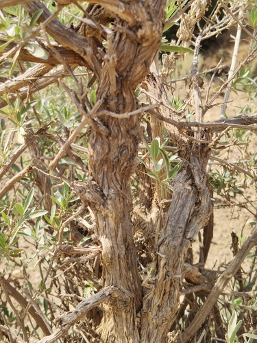 Rydingia integrifolia