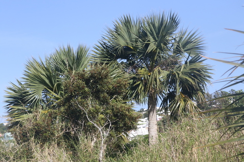 Sabal bermudana